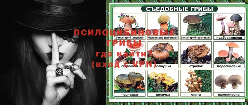 наркота  Тихвин  Галлюциногенные грибы Psilocybe 